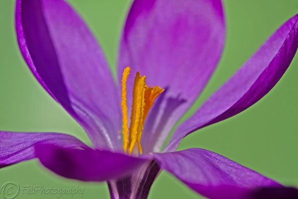 Crocus Green with envy
