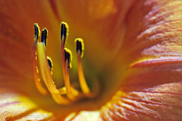 Orange Tulip Pestle