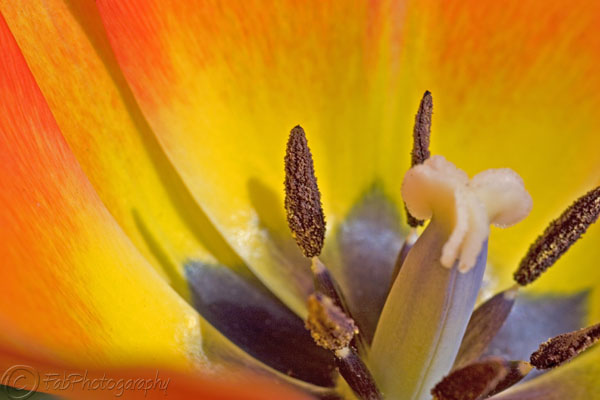 Orange/Yellow Tulip Close-up