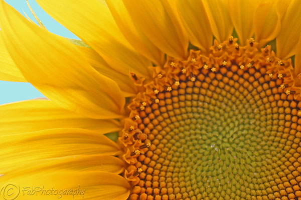Sun Flower close-up