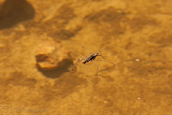 Waterbugs having fun