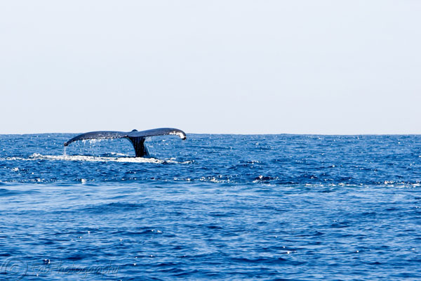 Whale tail