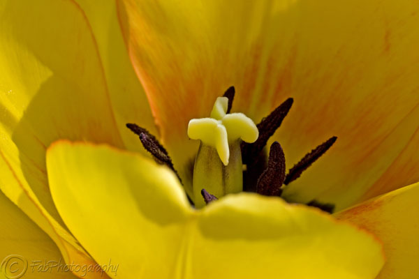 Yellow Tulip Close-up