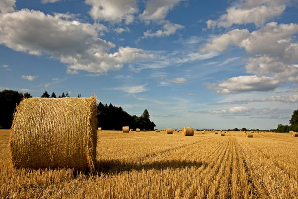 Hay